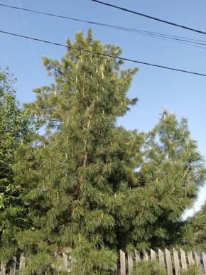 ул. Полынная,29 в Подольске - podolsk.yutvil.ru - фото 18 ул. Полынная,29 в Подольске - podolsk.yutvil.ru - фото 18